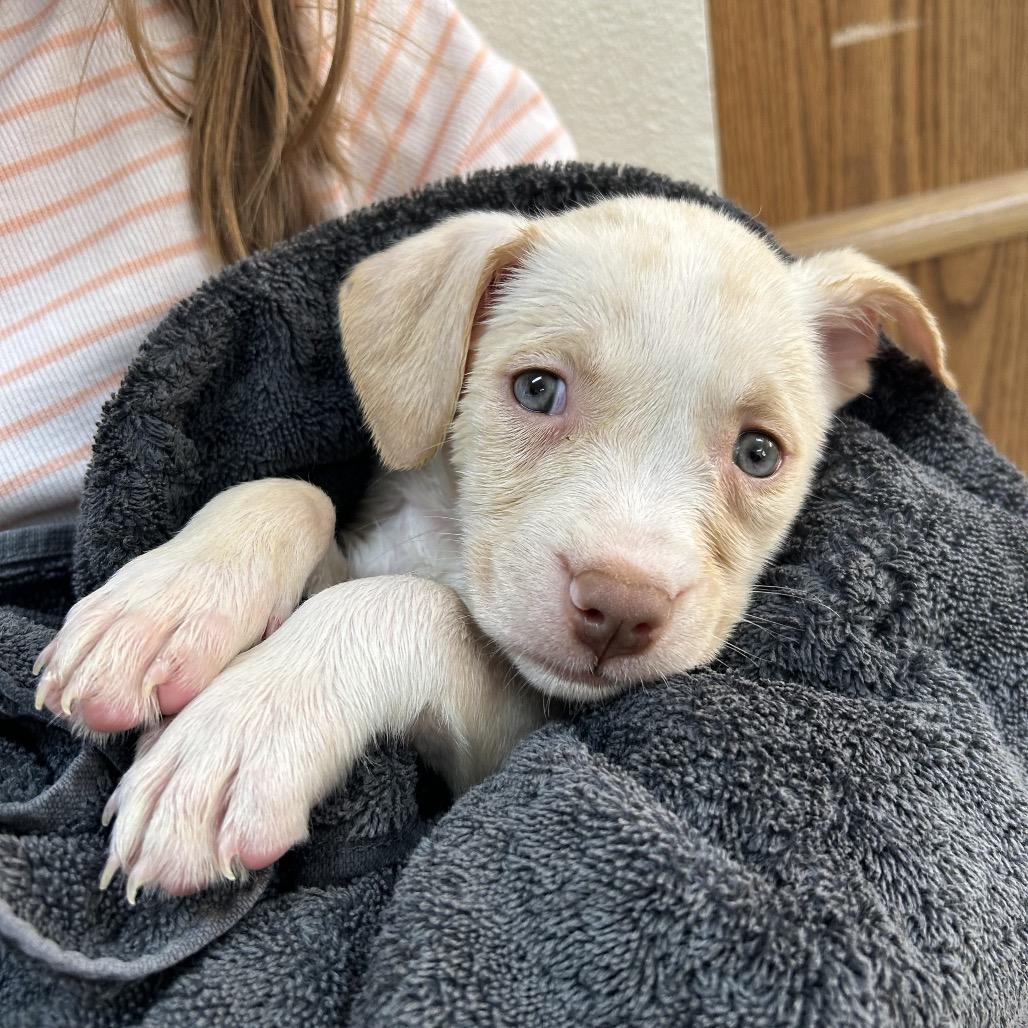 Enlarge Daisy, a Adoptable mixed breed in Incline Village, NV image 3/6
