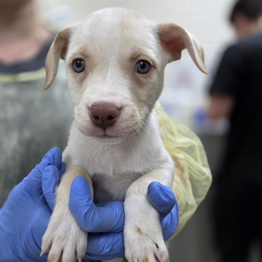 Enlarge Daisy, a Adoptable mixed breed in Incline Village, NV image 4/6