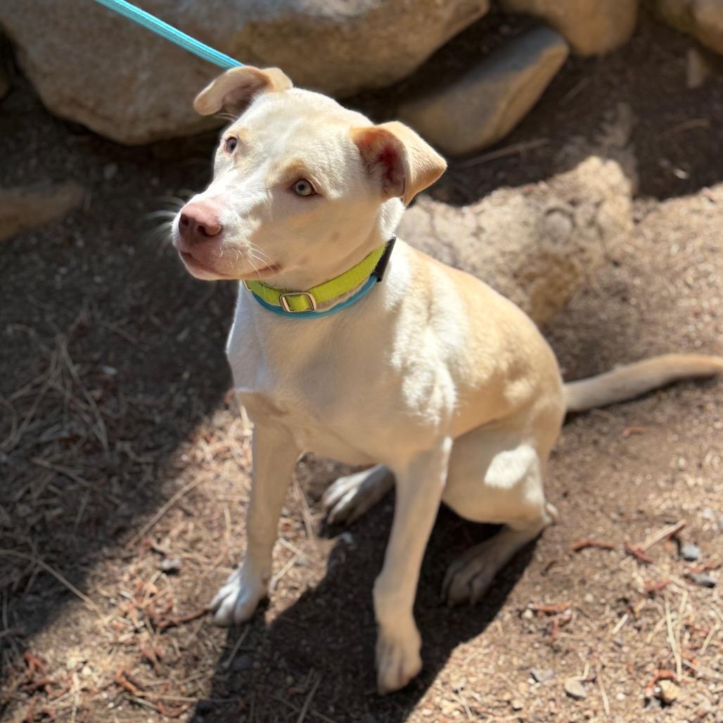 Enlarge Daisy, a Adoptable mixed breed in Incline Village, NV image 5/6