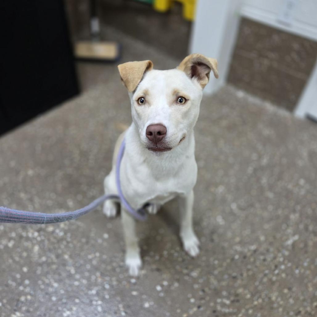 Enlarge Daisy, a Adoptable mixed breed in Incline Village, NV image 6/6