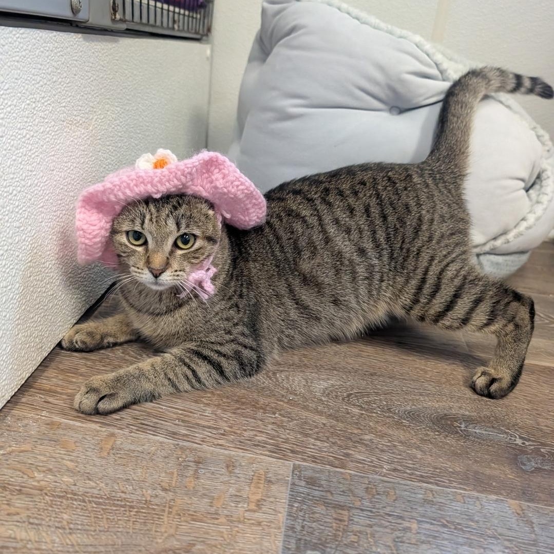 Enlarge Dahlia, a Adoptable Domestic Short Hair in Waynesville, NC image 4/5