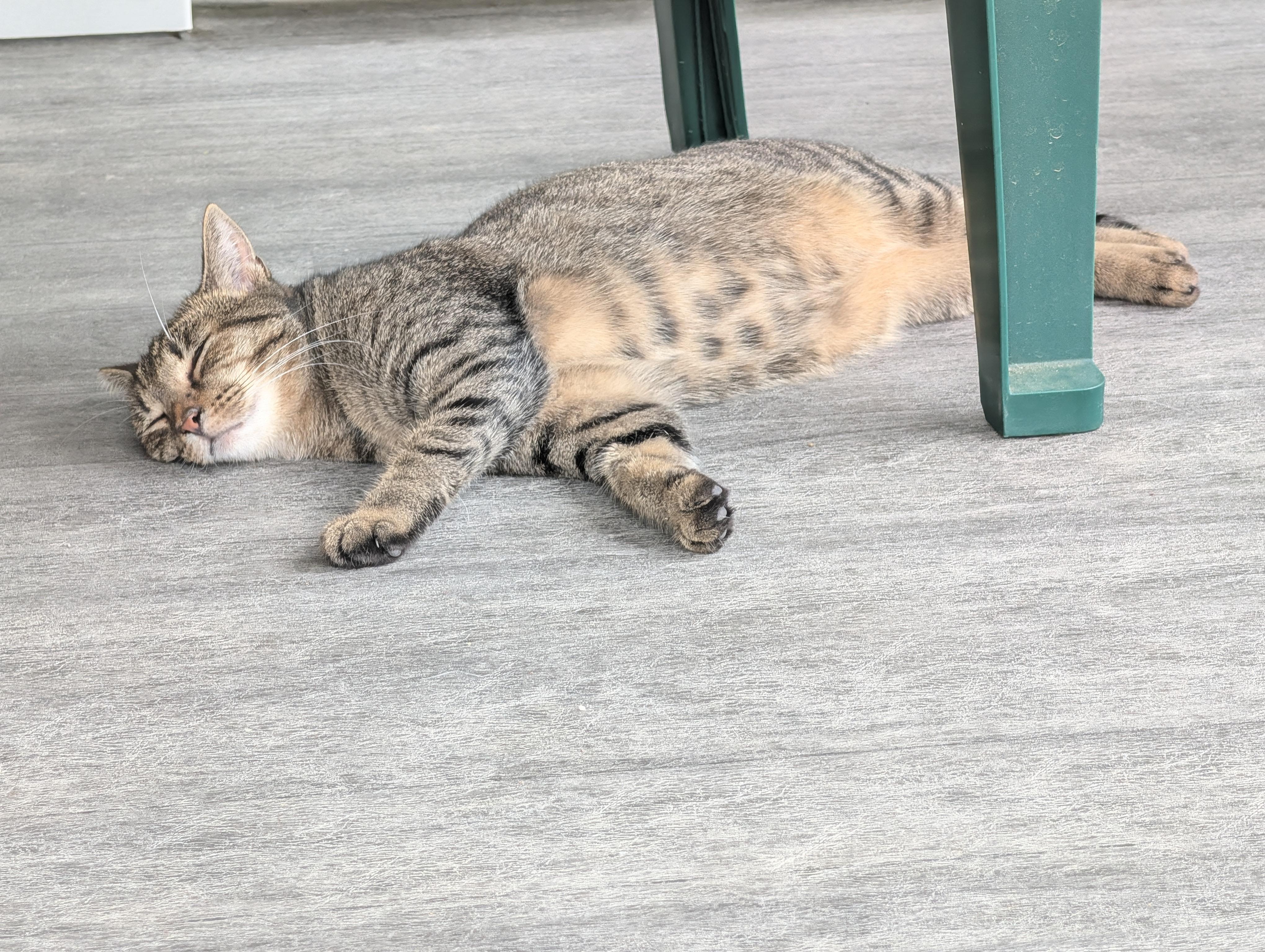 Enlarge Dahlia, a Adoptable Domestic Short Hair in Waynesville, NC image 1/5