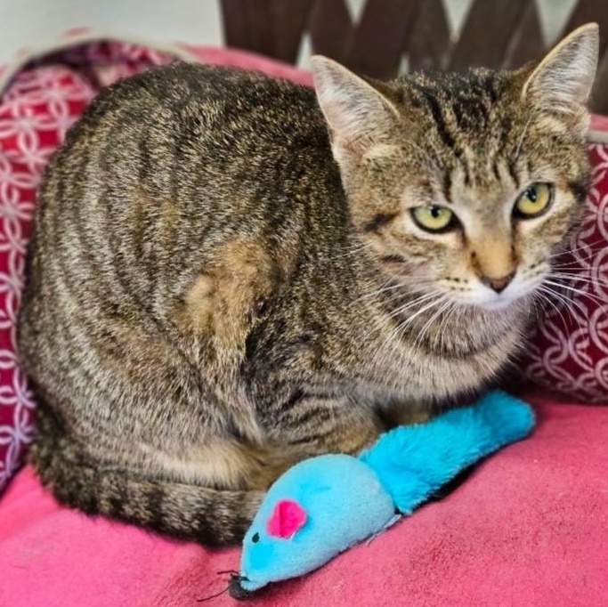 Enlarge Dahlia, a Adoptable Domestic Short Hair in Waynesville, NC image 5/5