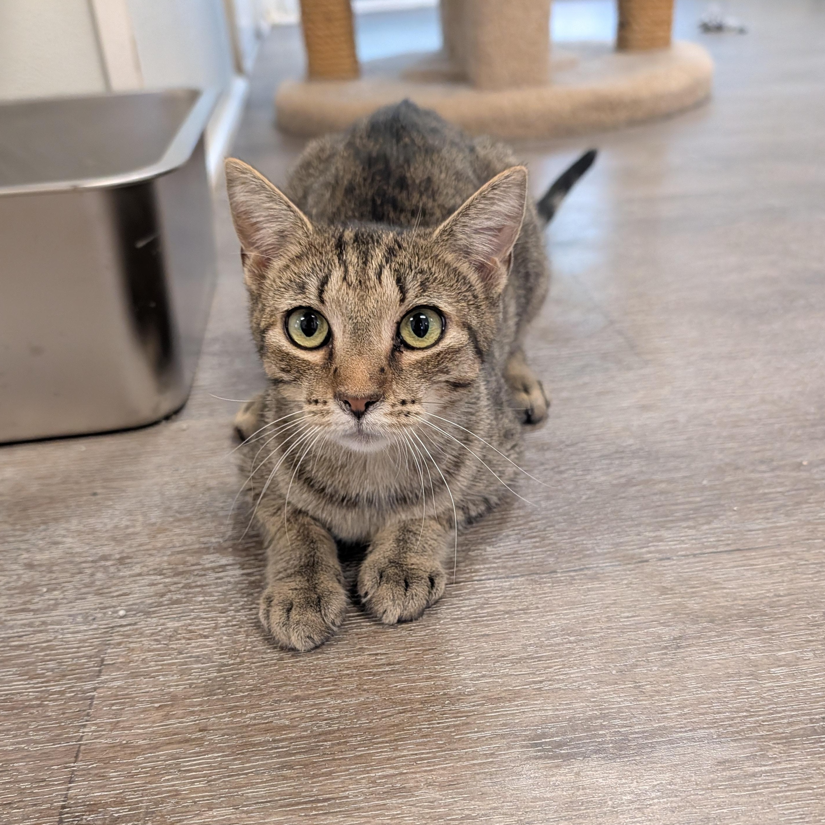 Enlarge Dahlia, a Adoptable Domestic Short Hair in Waynesville, NC image 3/5