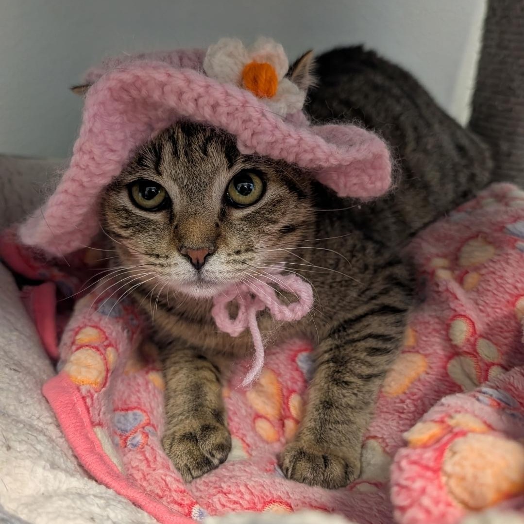 Dahlia, Adoptable, Kitten Female Domestic Short Hair.