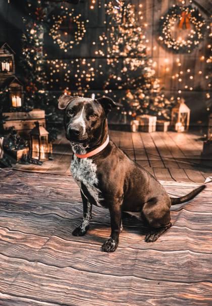 Enlarge Kylee, a Adoptable mixed breed in Vincennes, IN image 1/1