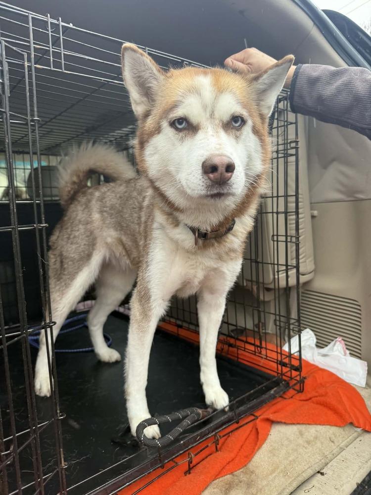 Tinsel, Adoptable, Adult Female Siberian Husky.