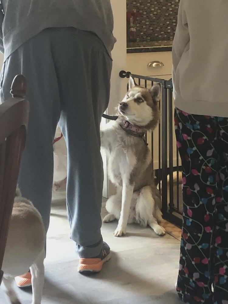 Enlarge Tinsel, a Adoptable mixed breed in Groveland, MA image 2/3