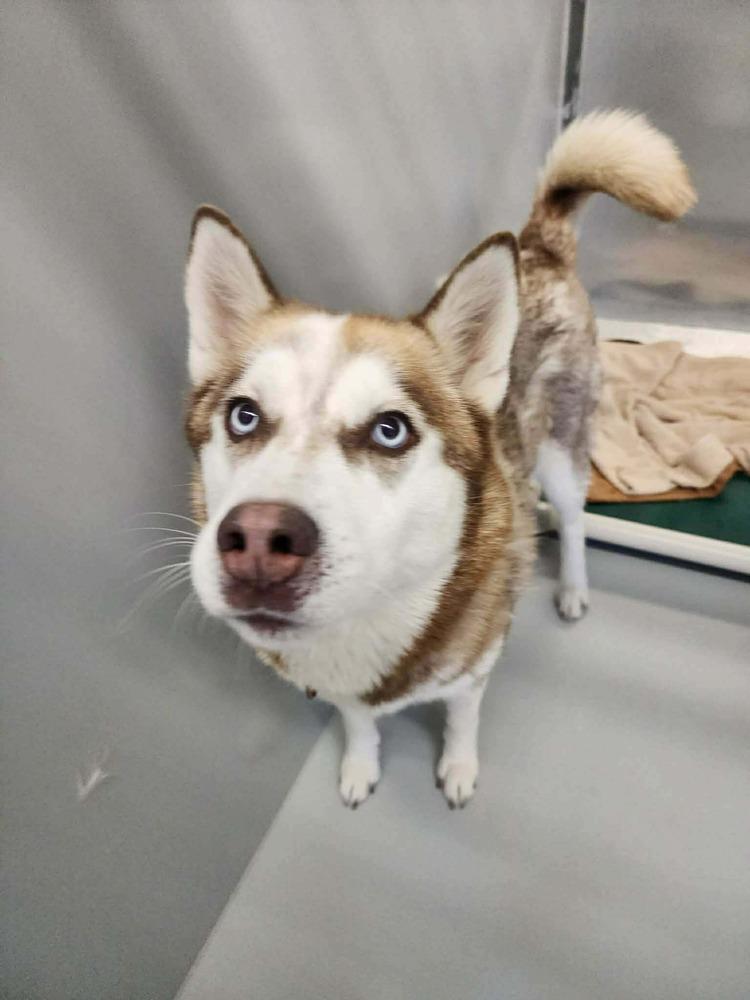 Enlarge Tinsel, a Adoptable mixed breed in Groveland, MA image 3/3