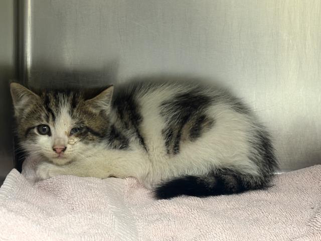 Enlarge A253375, a Adoptable mixed breed in Visalia, CA image 1/1