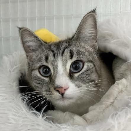 Simon, Adoptable, Young Male Domestic Short Hair.