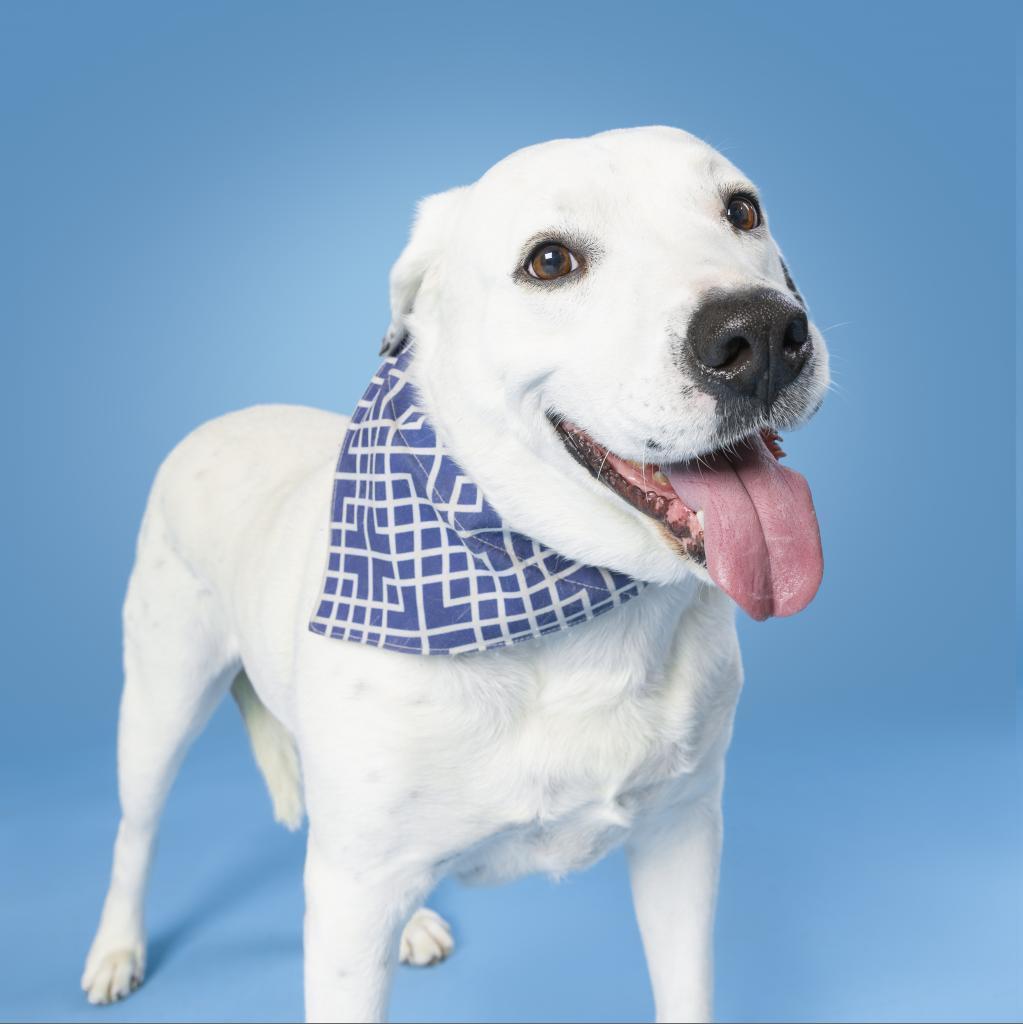 Coco Mann, a Adoptable Labrador Retriever in Allen, TX image 1/6