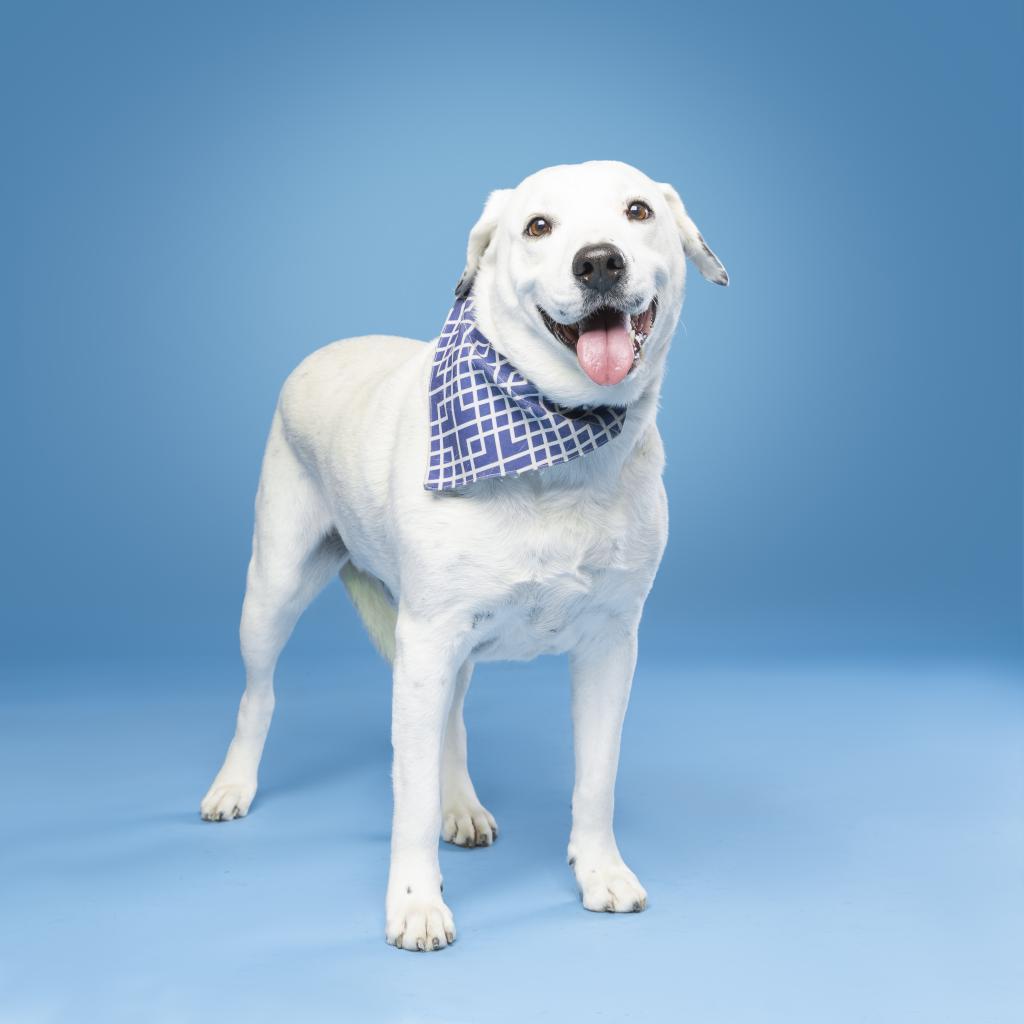Coco Mann, a Adoptable Labrador Retriever in Allen, TX image 3/6