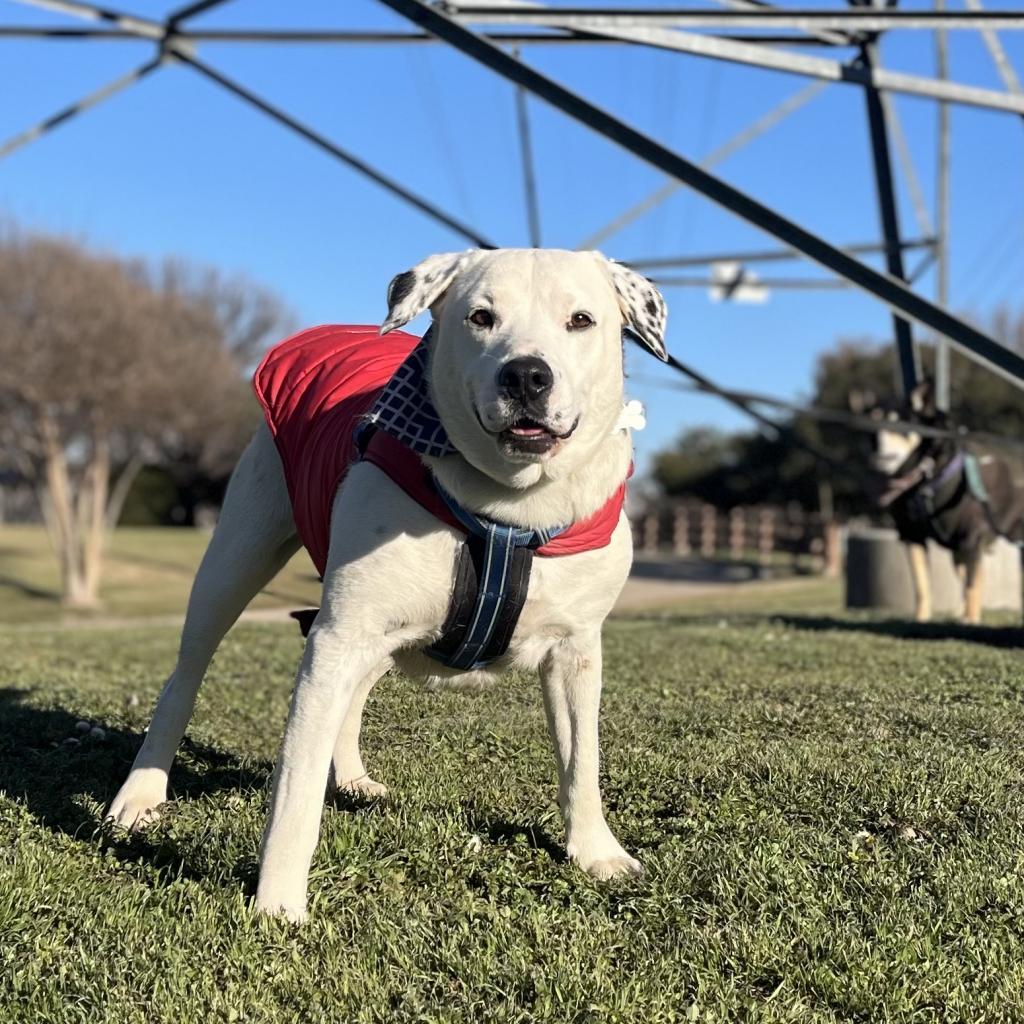 Coco Mann, a Adoptable Labrador Retriever in Allen, TX image 4/6