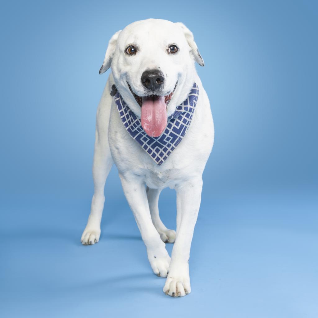 Coco Mann, a Adoptable Labrador Retriever in Allen, TX image 5/6