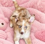 Natalie Now Nari, Adopted, Puppy Female Siberian Husky & Australian Shepherd.