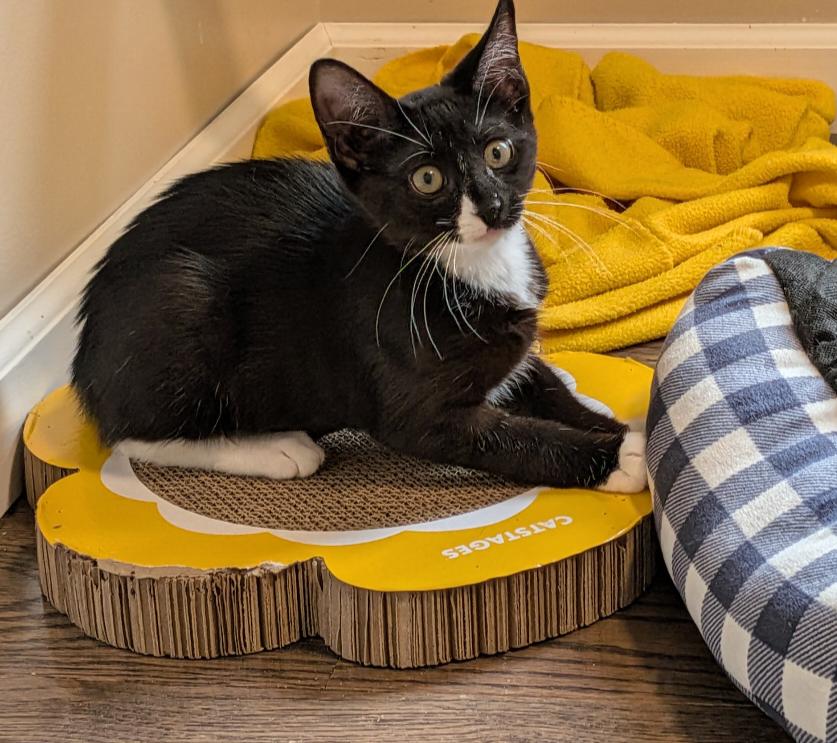 Enlarge Twix, a ADOPTABLE Domestic Short Hair in Wayne, NJ image 4/4