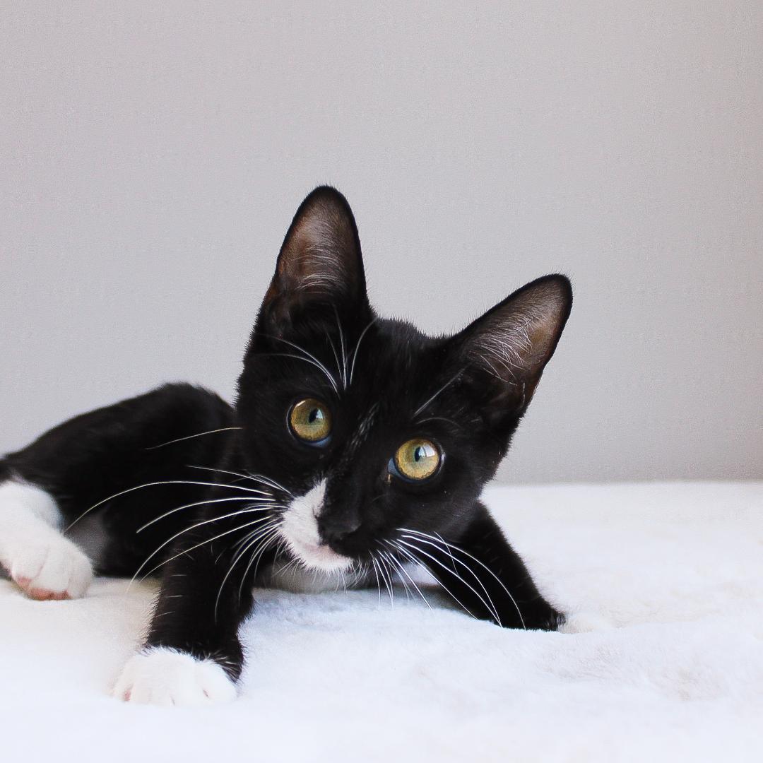 Enlarge Twix, a ADOPTABLE Domestic Short Hair in Wayne, NJ image 2/4