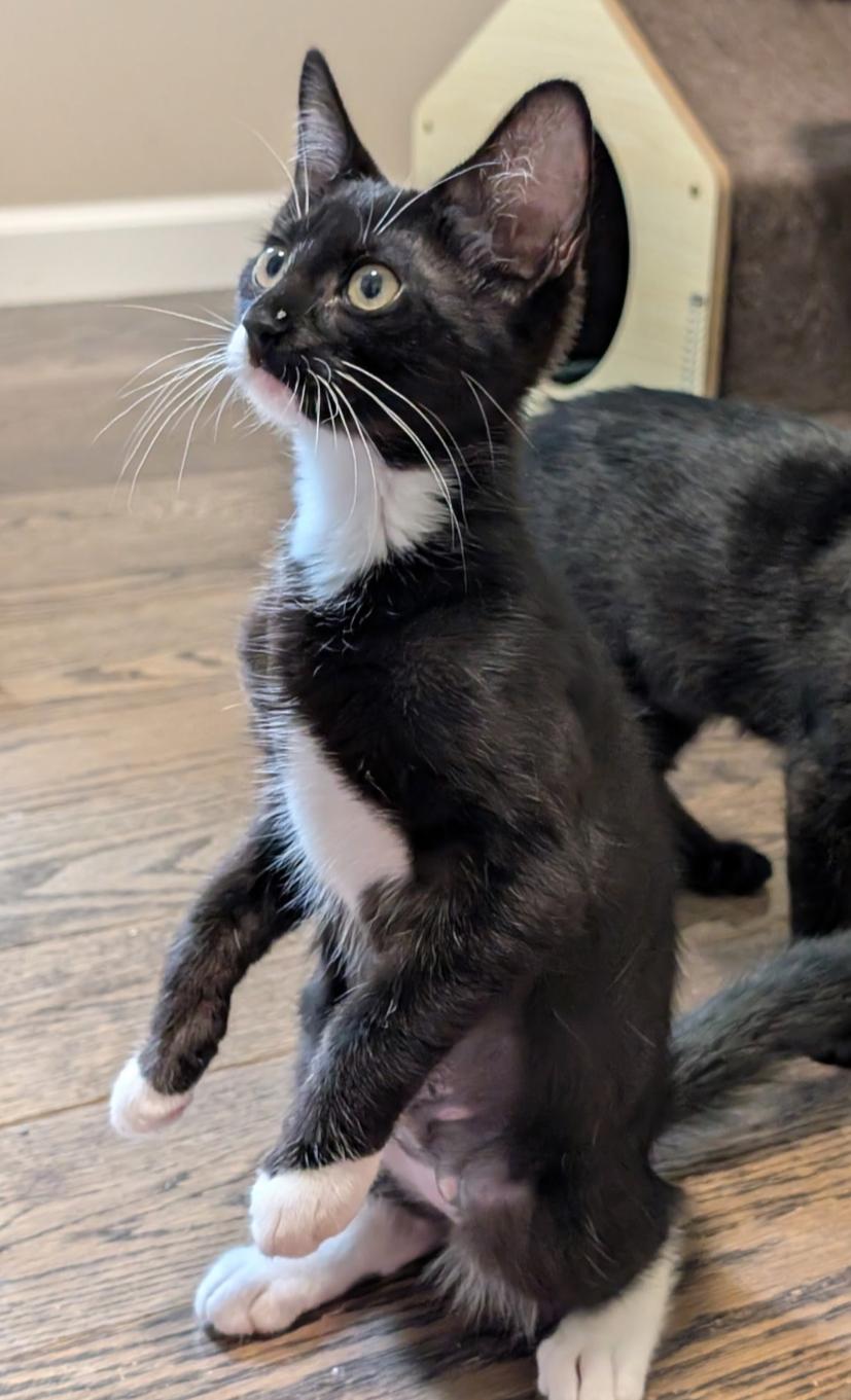Enlarge Twix, a ADOPTABLE Domestic Short Hair in Wayne, NJ image 3/4