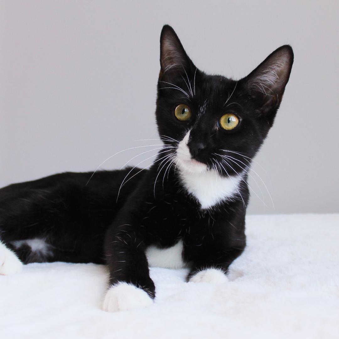 Twix, ADOPTABLE, Kitten Female Domestic Short Hair.