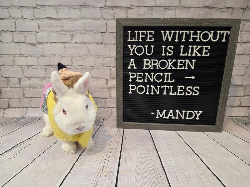 Enlarge Mandy, a Adoptable Dwarf in Columbus, OH image 1/2