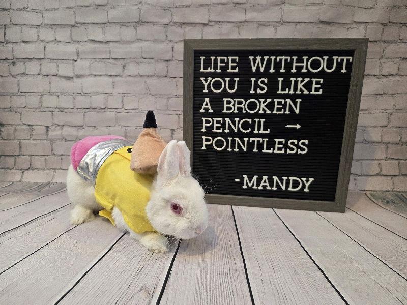 Enlarge Mandy, a Adoptable Dwarf in Columbus, OH image 2/2