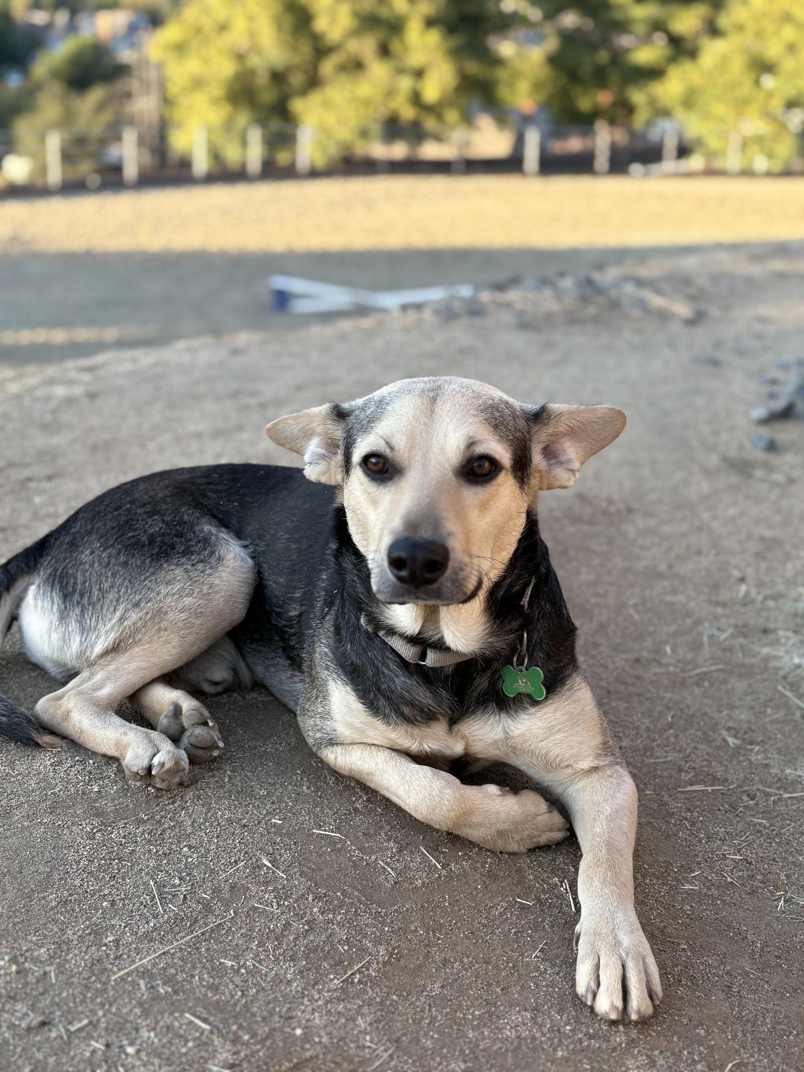 Pepito, Adopted, Adult Male Shepherd.