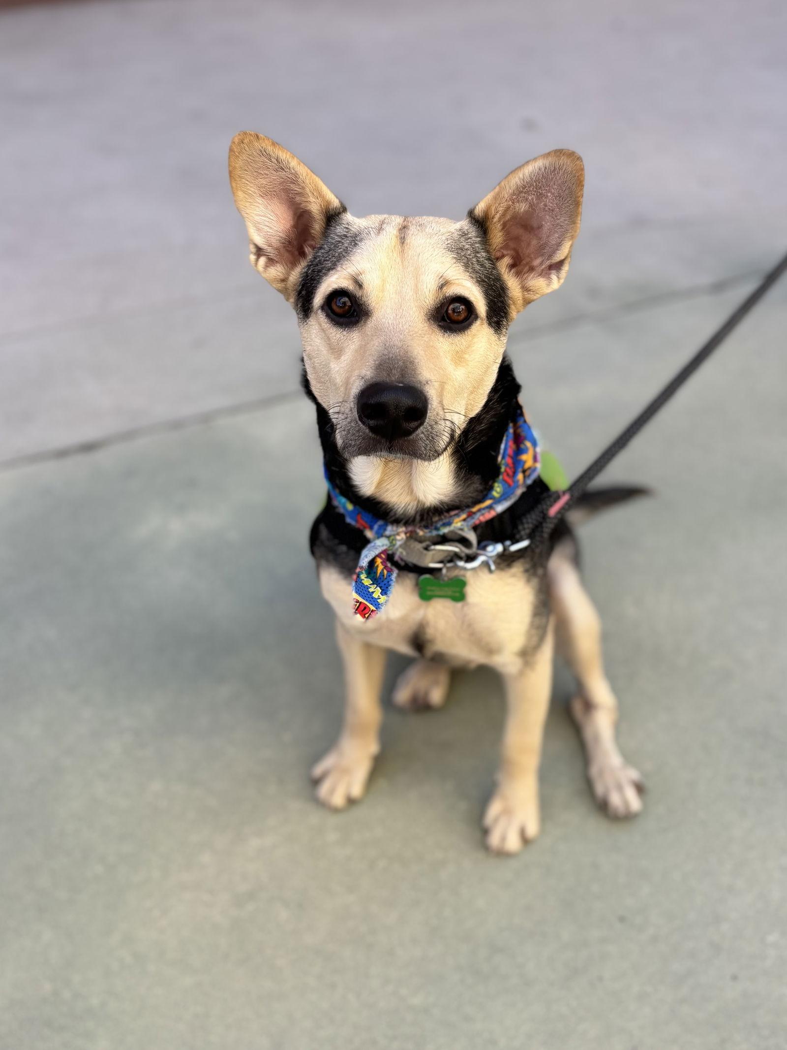 Enlarge Pepito, a Adopted Shepherd in San Diego, CA image 2/3