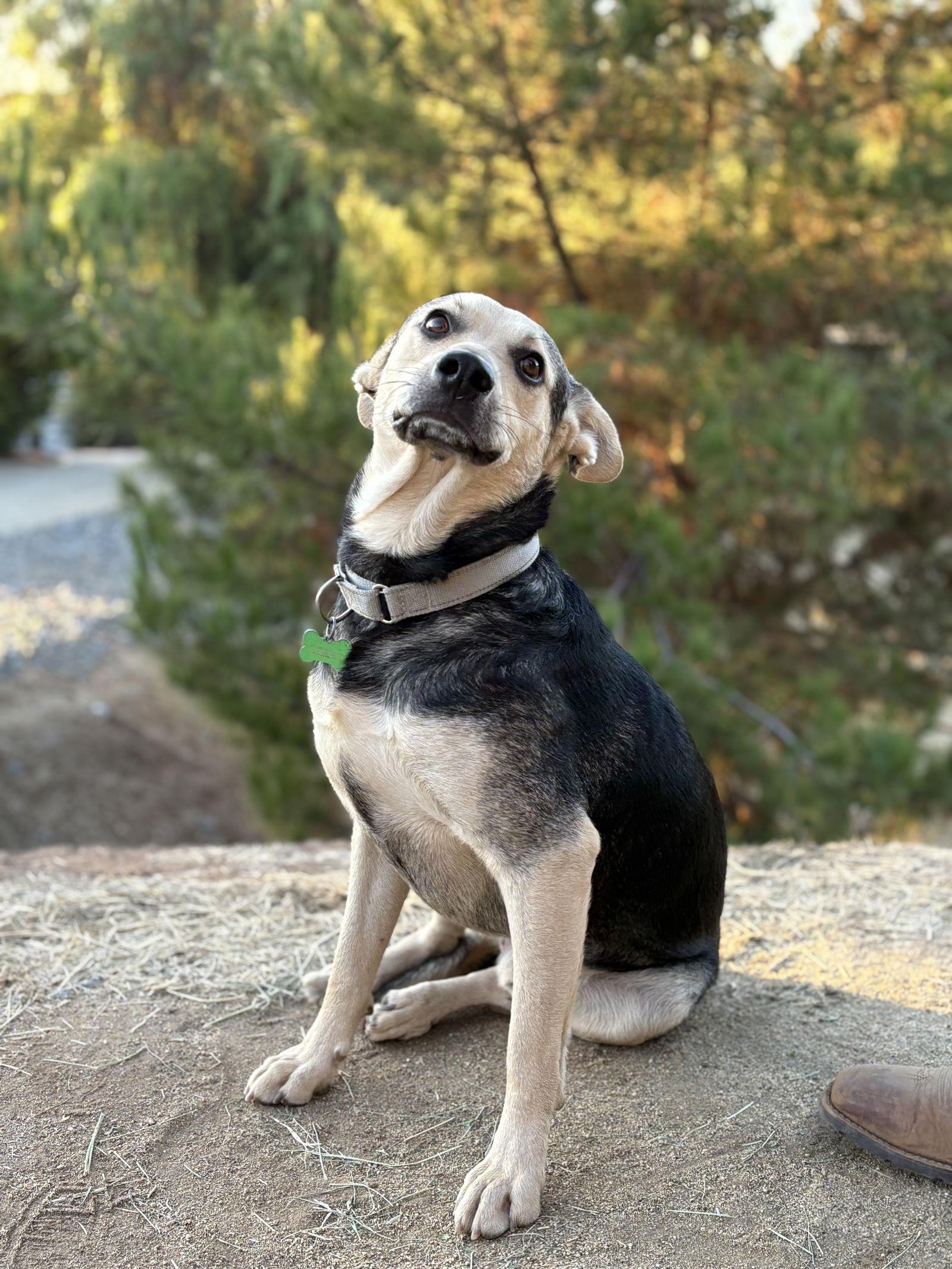 Enlarge Pepito, a Adopted Shepherd in San Diego, CA image 3/3