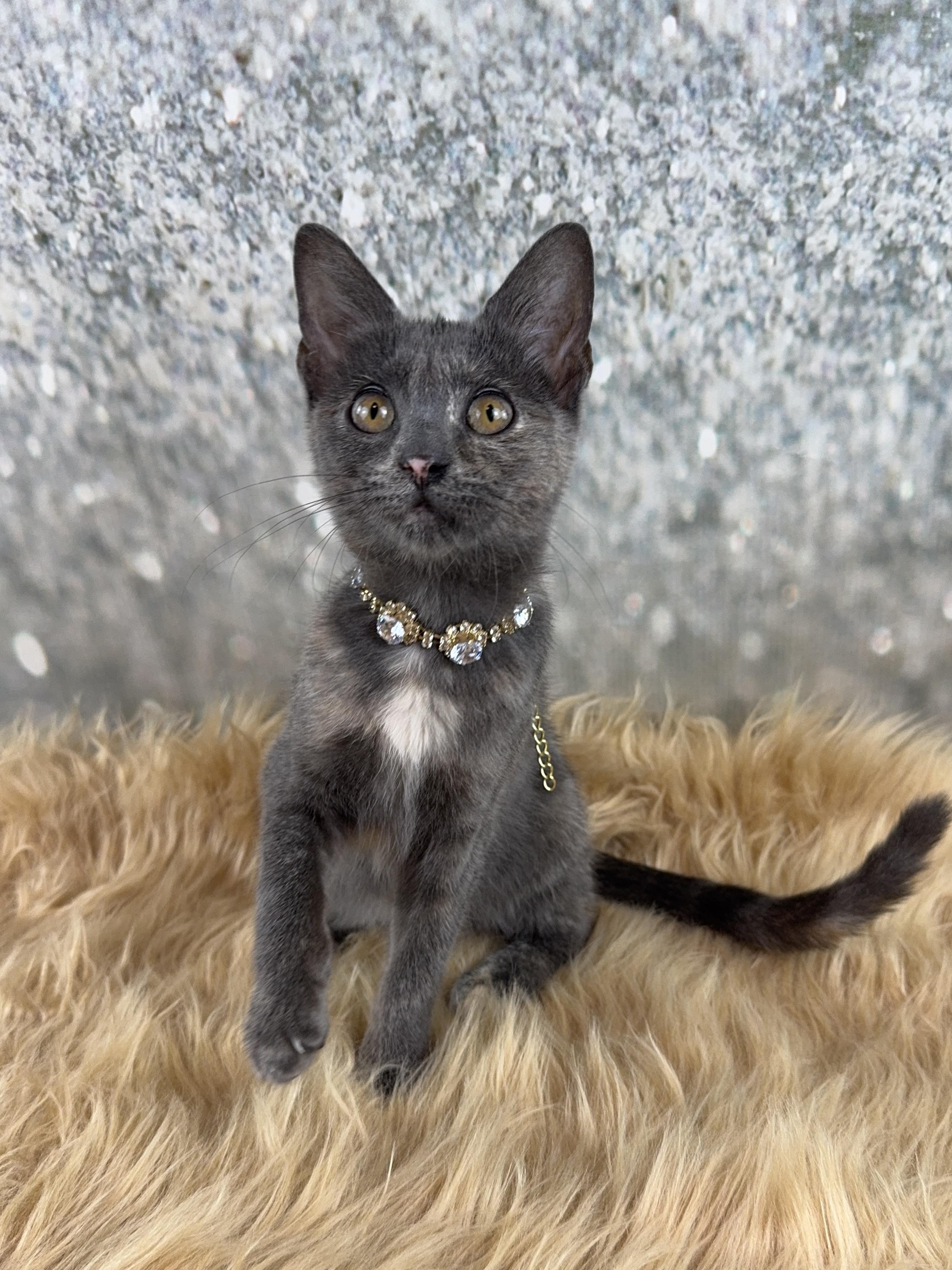 Enlarge Luna, an adopted mixed breed in Houston, TX image 2/6