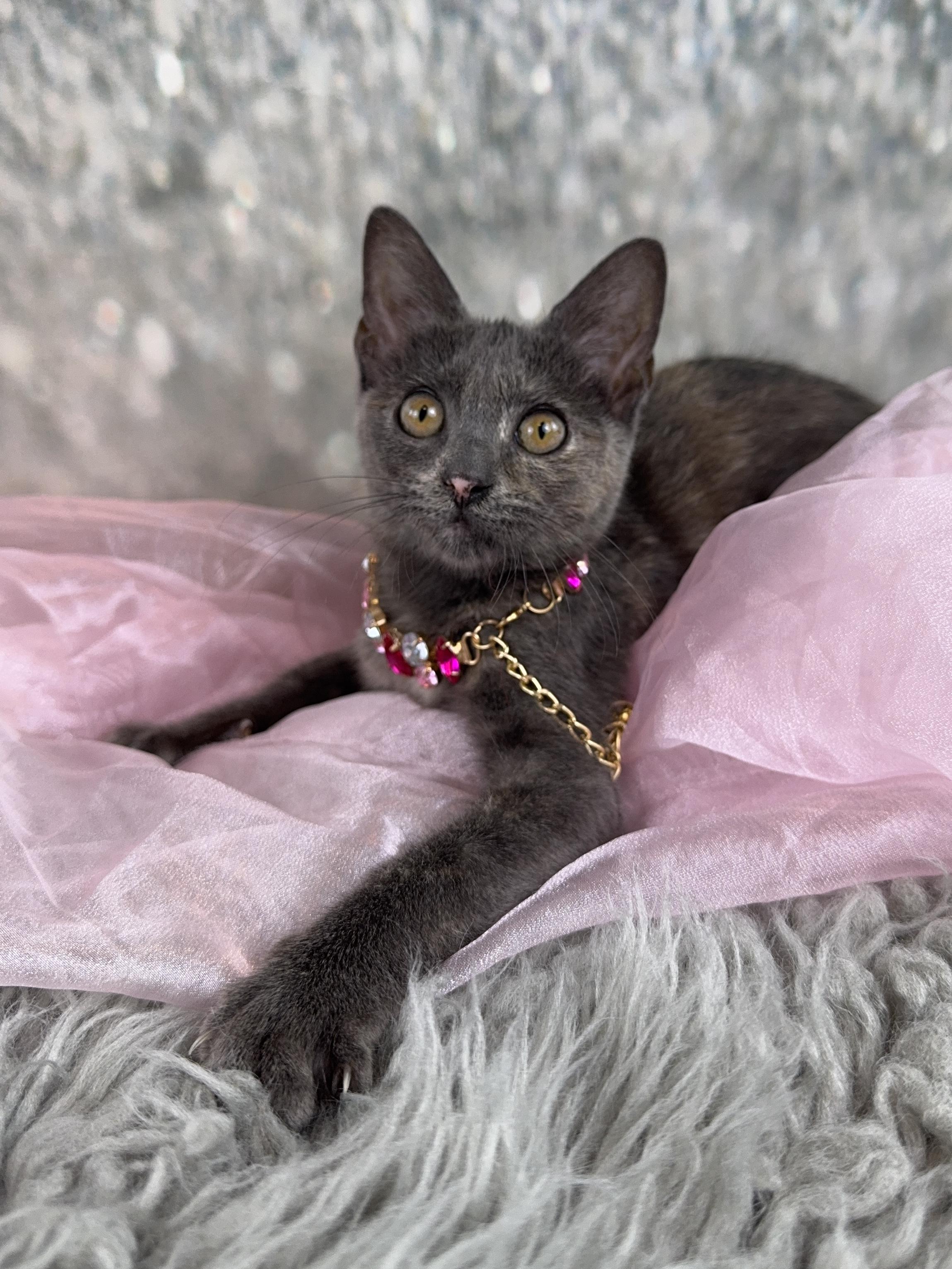 Enlarge Luna, an adopted mixed breed in Houston, TX image 3/6