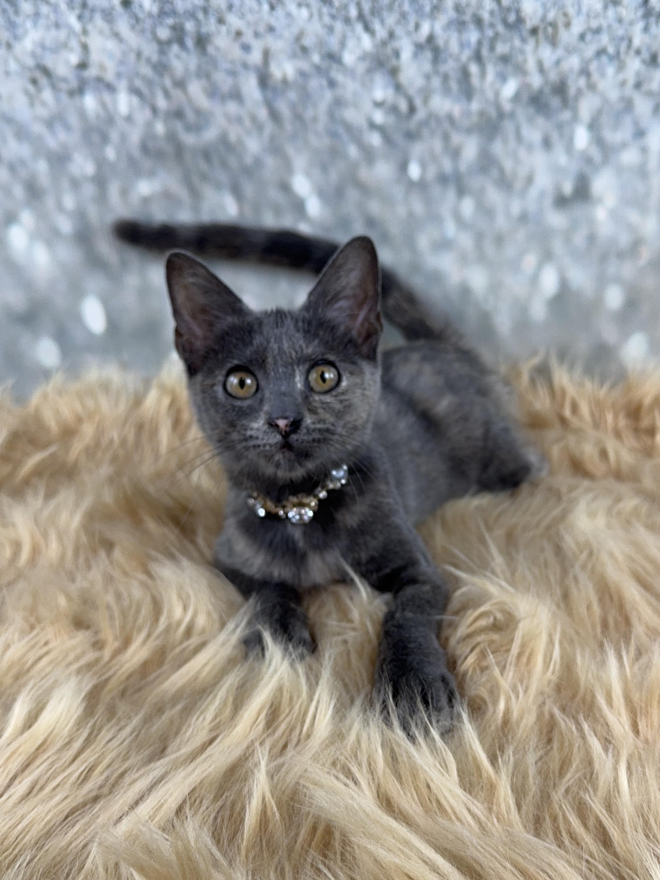 Enlarge Luna, an adopted mixed breed in Houston, TX image 4/6