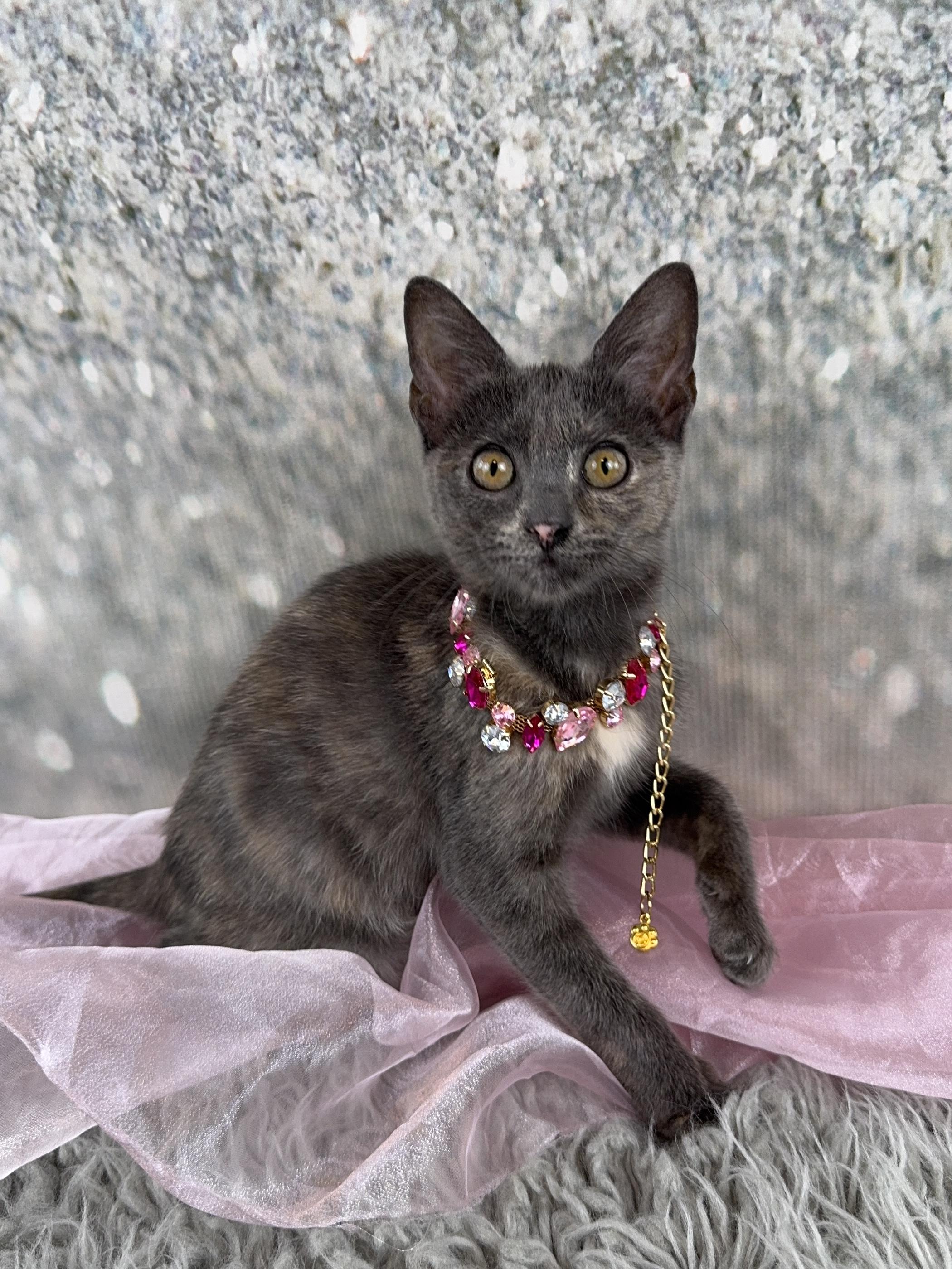Luna, adopted, Kitten Female Tortoiseshell & Russian Blue.