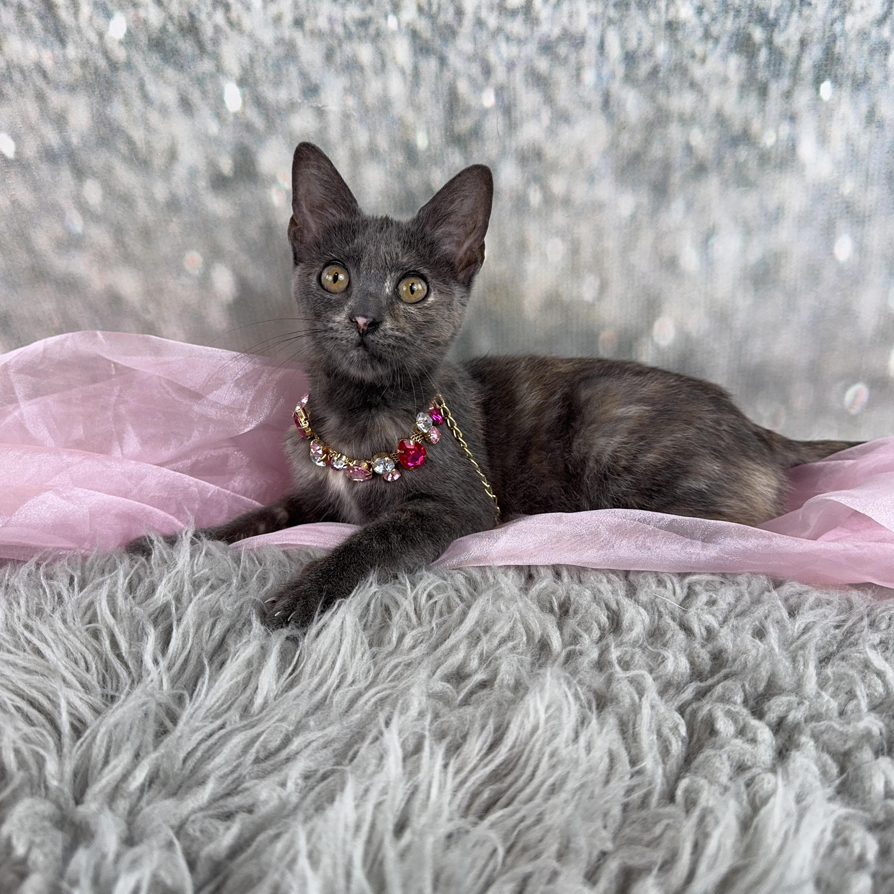Enlarge Luna, an adopted mixed breed in Houston, TX image 5/6