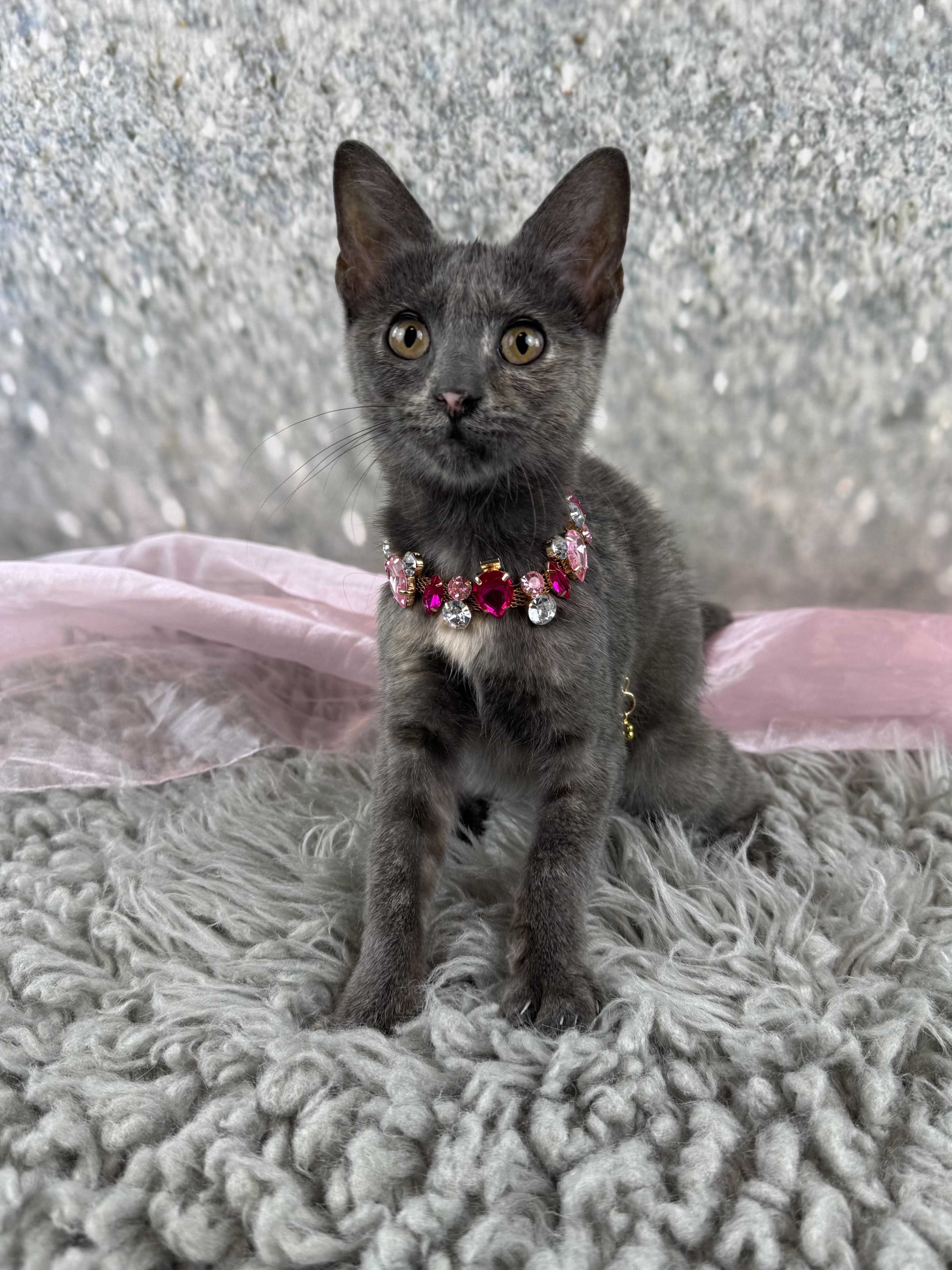 Enlarge Luna, an adopted mixed breed in Houston, TX image 6/6