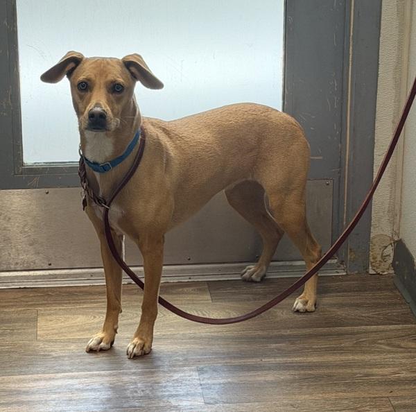 Sasha, Adoptable, Young Female Basenji.