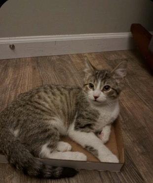 Enlarge Flint, a Adoptable mixed breed in O'Fallon, MO image 1/2