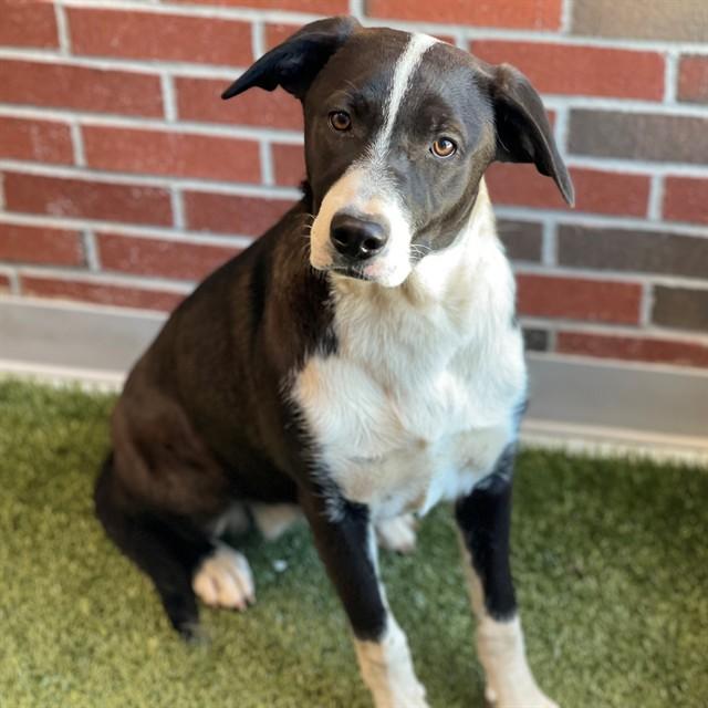 KAZ, Adoptable, Young Female Mixed Breed.