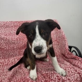 Enlarge Brisket, a ADOPTABLE mixed breed in Grove, OK image 2/2