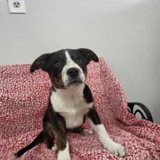 Enlarge Brisket, a ADOPTABLE mixed breed in Grove, OK image 1/2