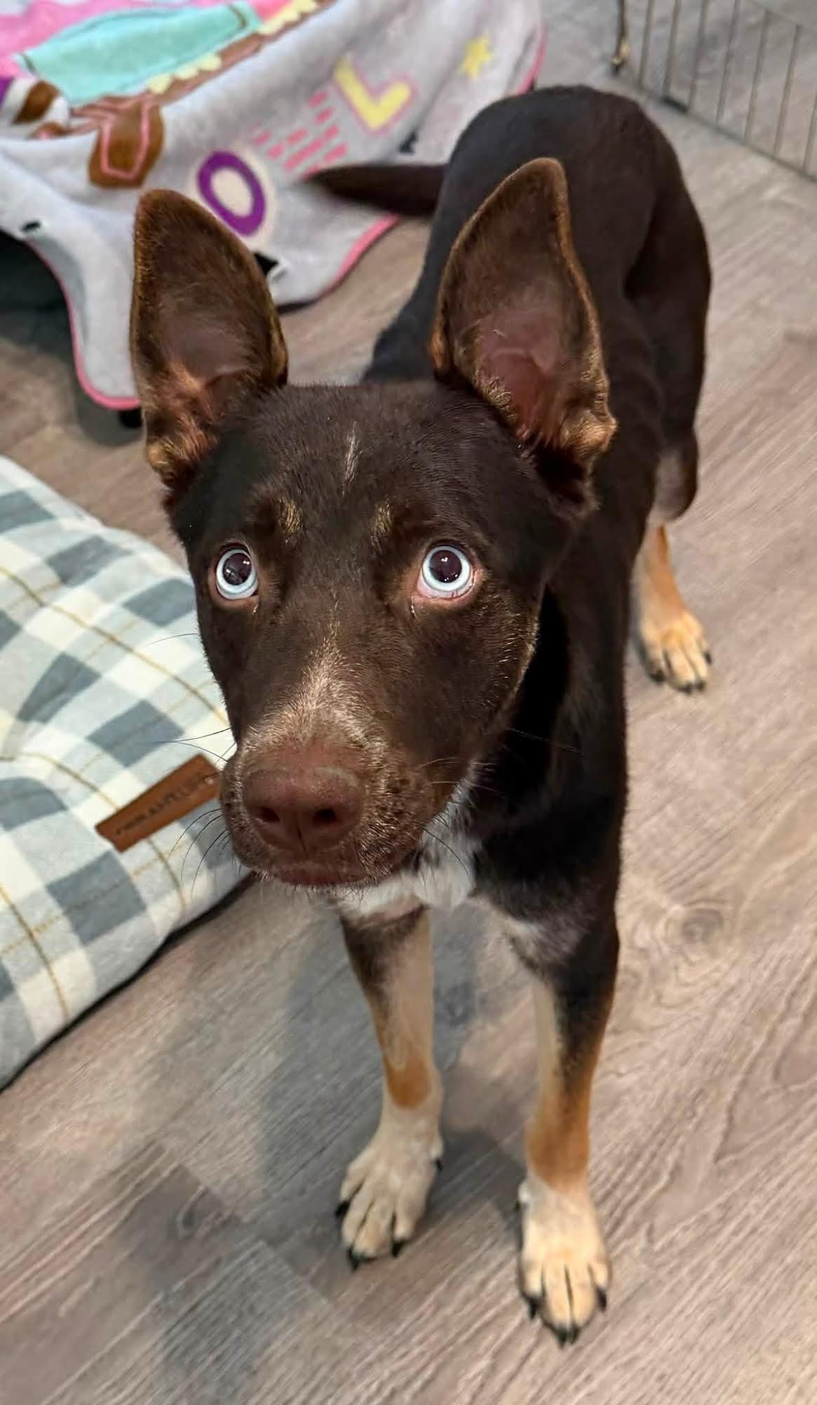 Enlarge Cranberry, a Adoptable mixed breed in Las Vegas, NV image 2/2