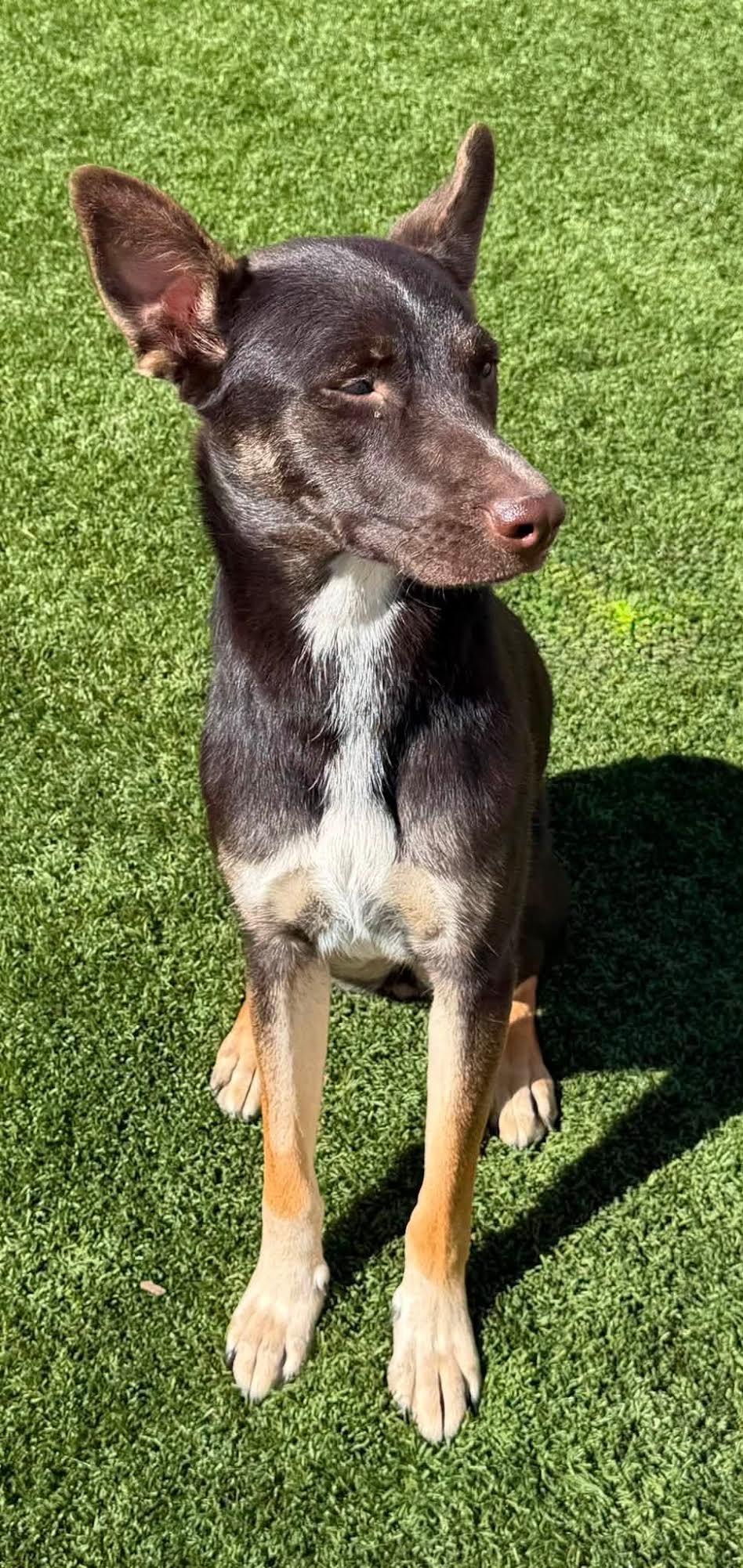 Enlarge Cranberry, a Adoptable mixed breed in Las Vegas, NV image 1/2