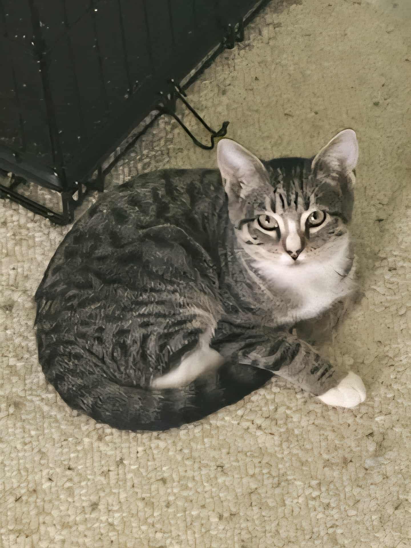 Pepper (153704)