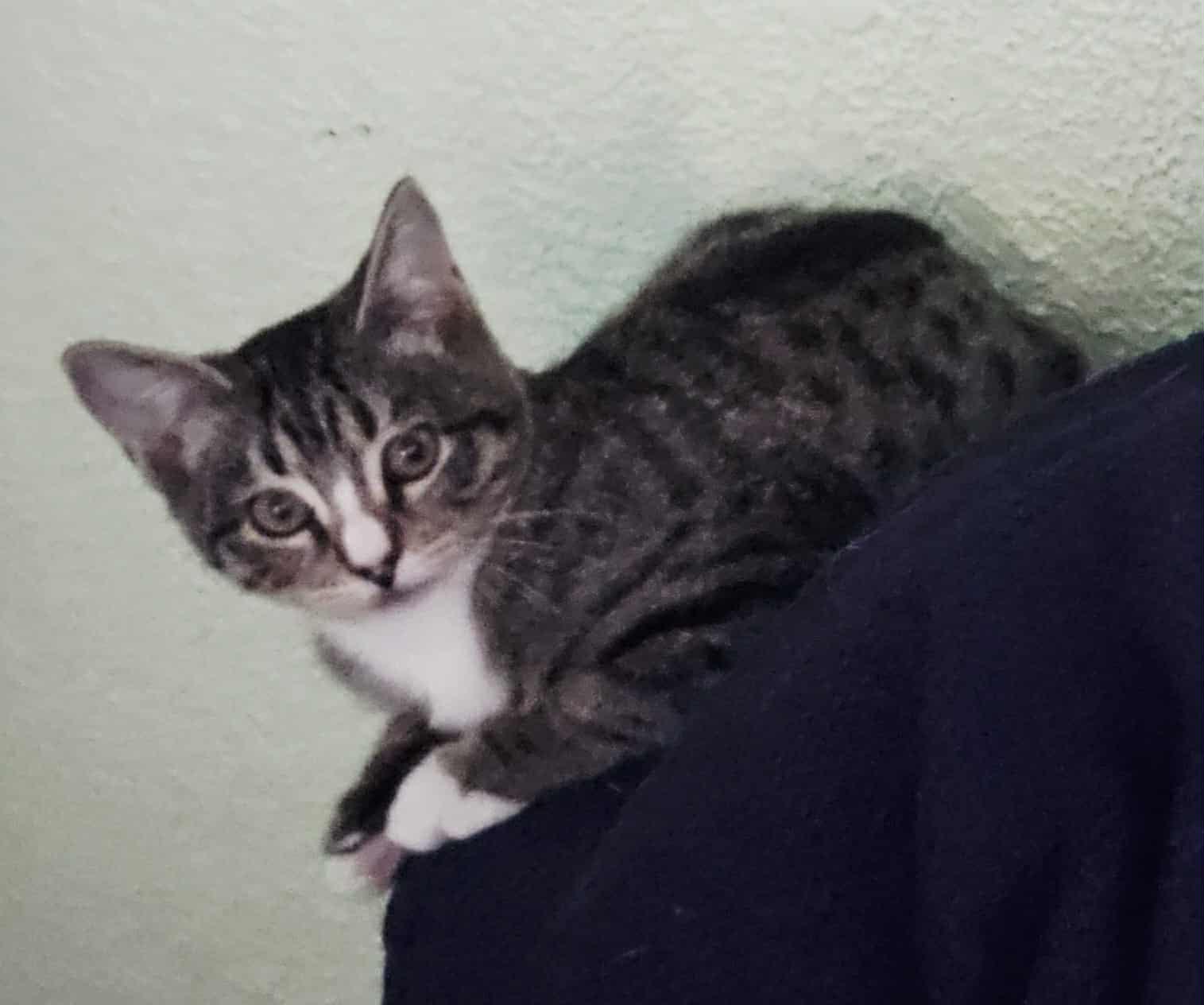 Pepper (153704)