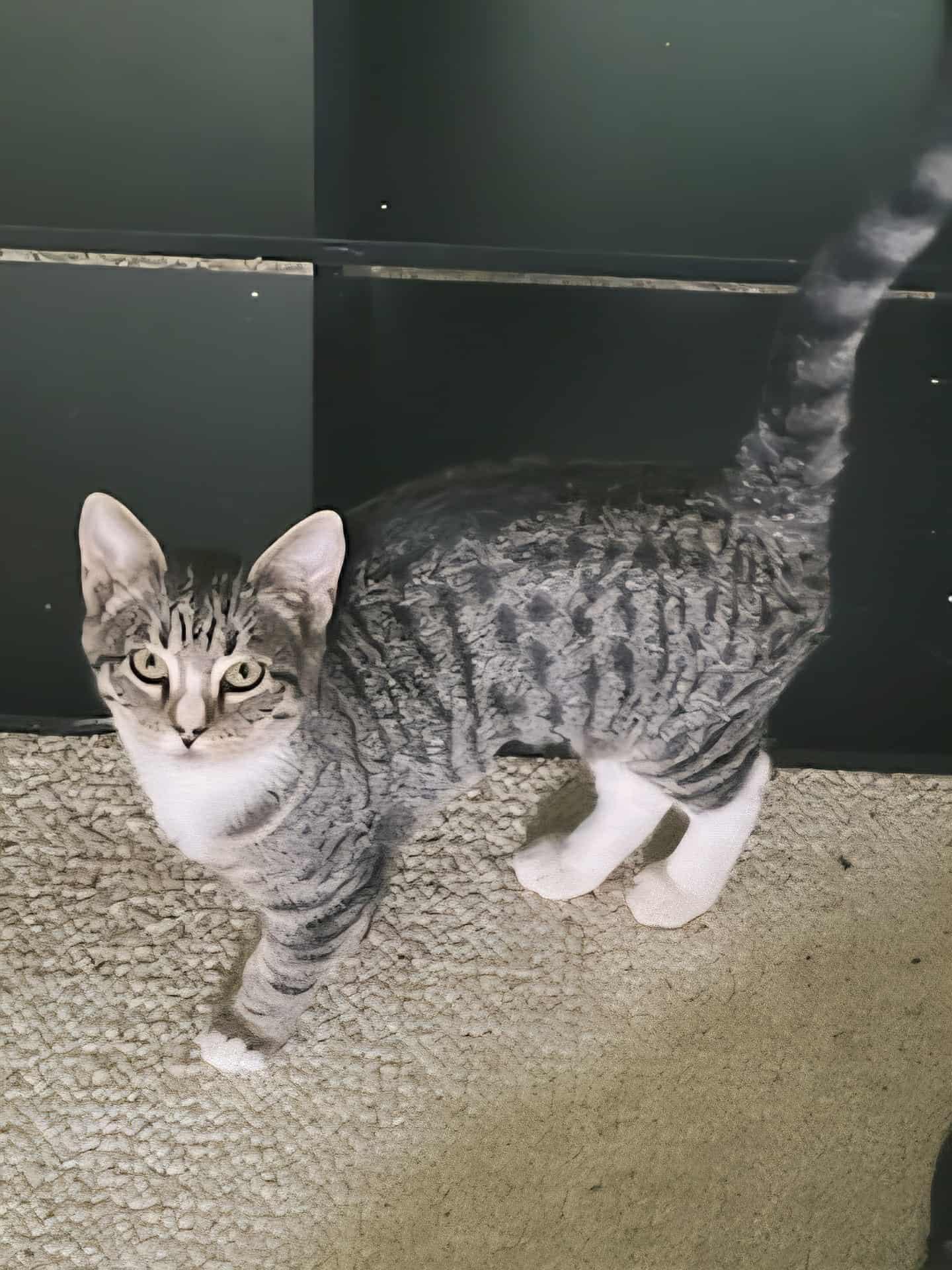 Pepper (153704)