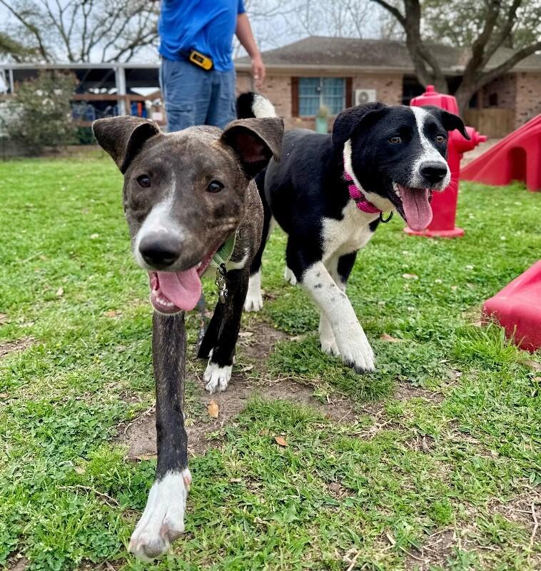 Flora Flowers Too Cute To Handle