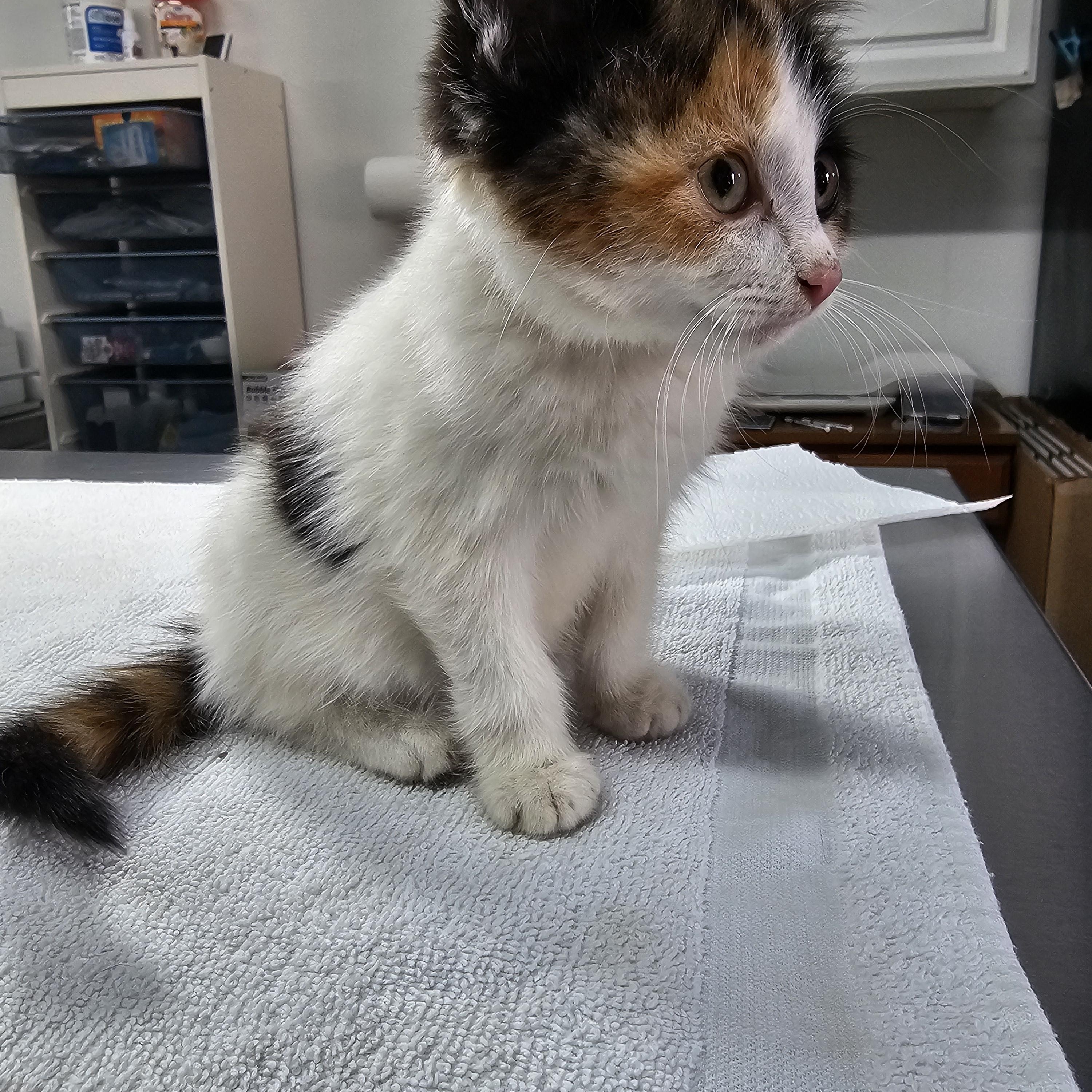 Enlarge Maple, an adopted Domestic Short Hair in Toledo, OH image 3/6
