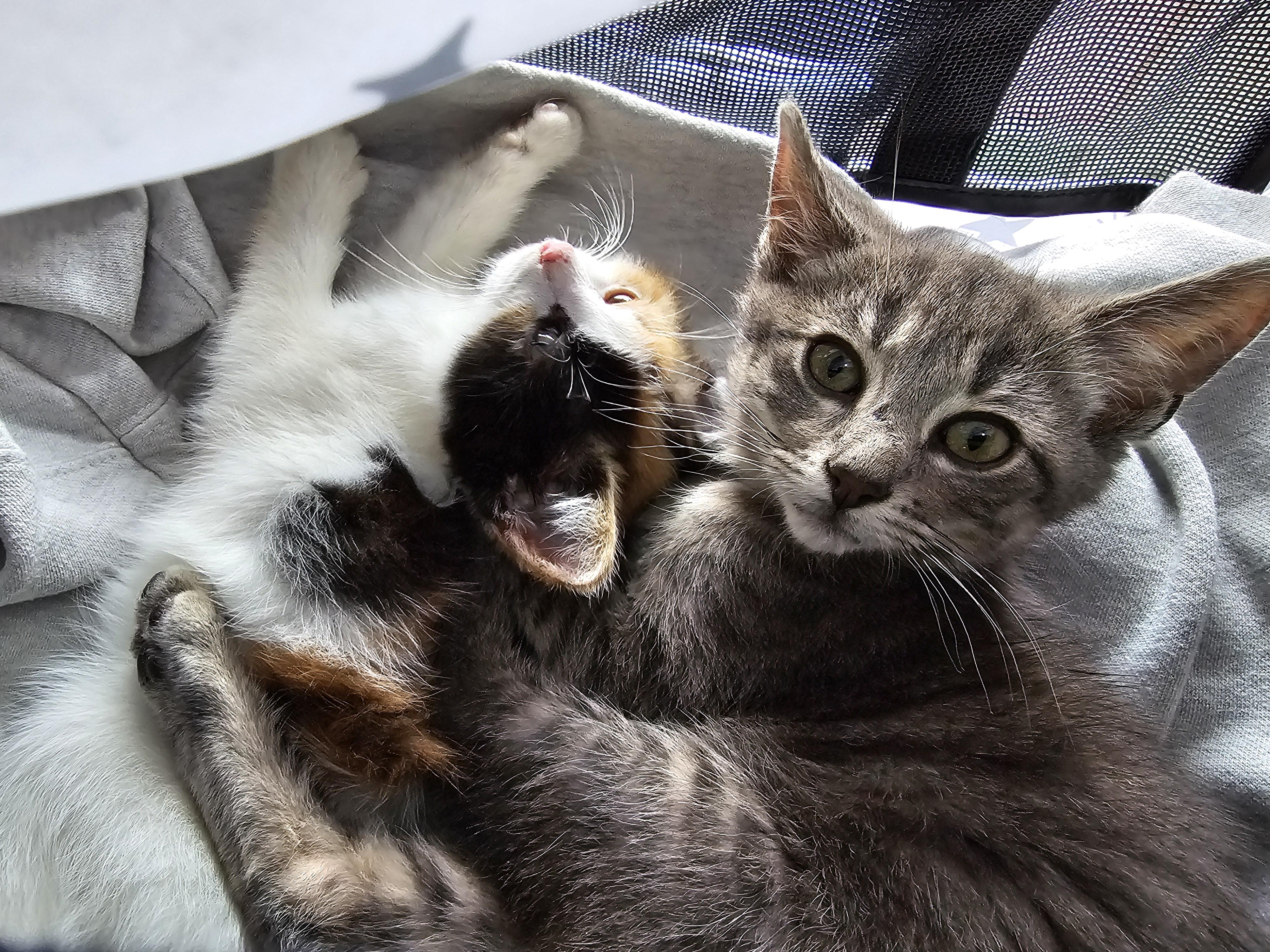 Enlarge Maple, an adopted Domestic Short Hair in Toledo, OH image 6/6