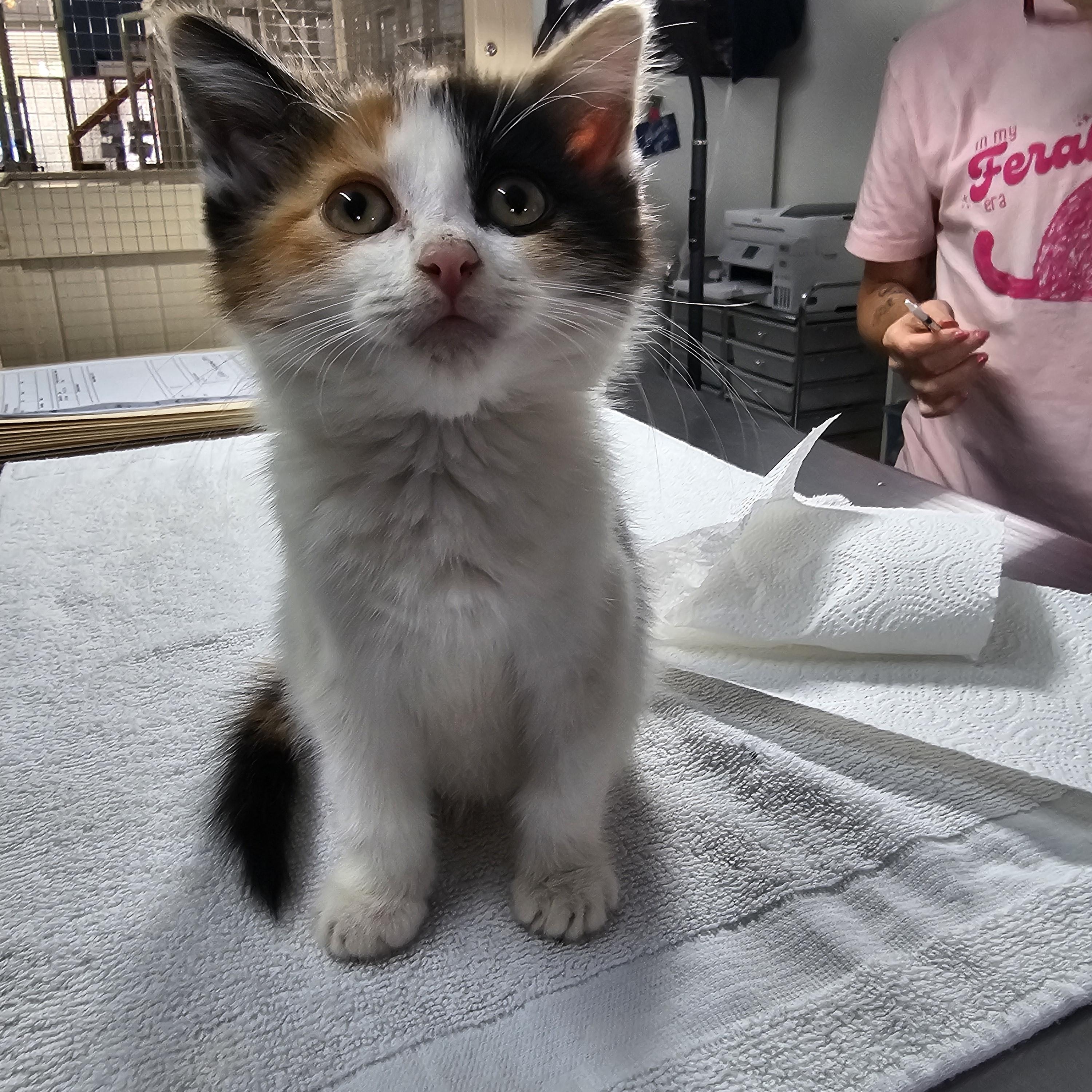 Enlarge Maple, an adopted Domestic Short Hair in Toledo, OH image 4/6