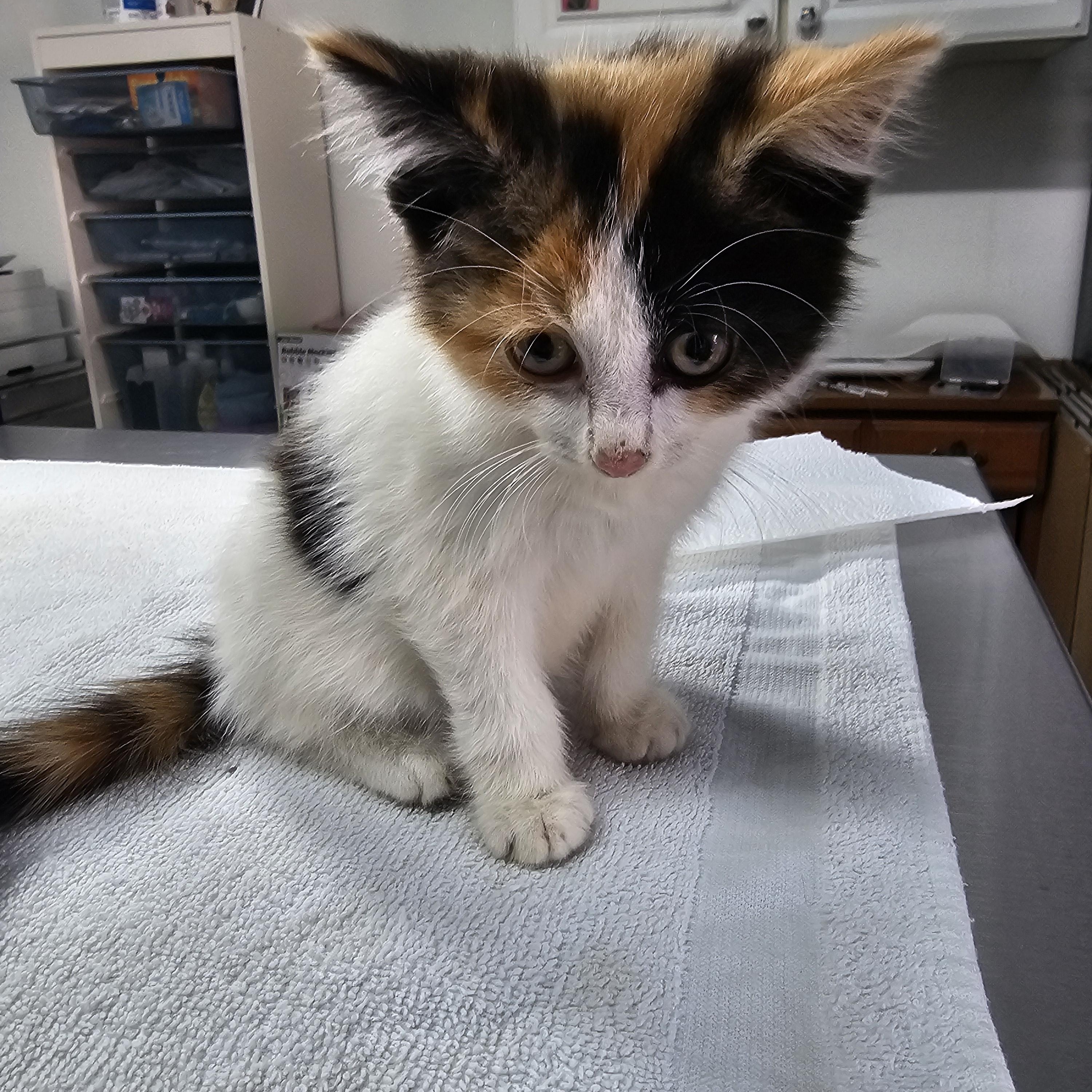 Maple, adopted, Kitten Female Domestic Short Hair.